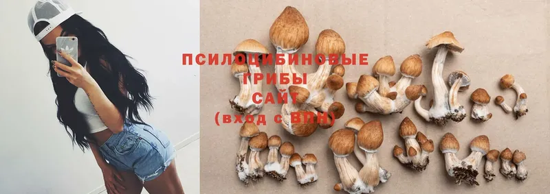 Галлюциногенные грибы Cubensis  Новокубанск 